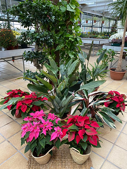 Galería de imágenes