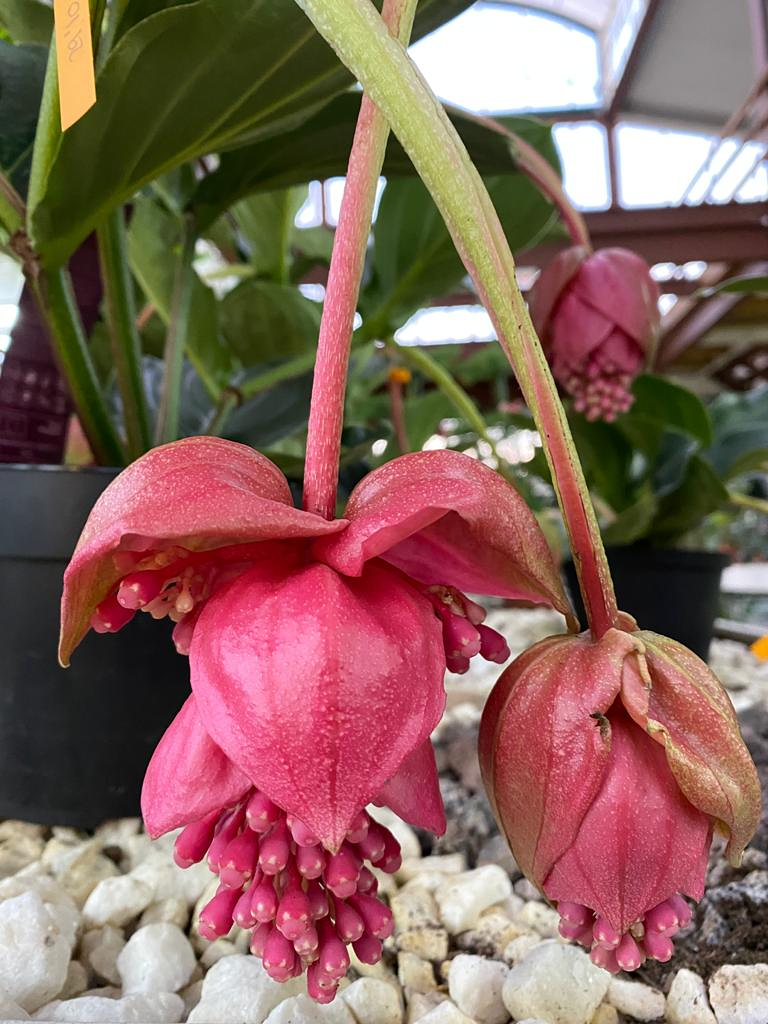 Viveros Rabad&aacute;n y Calleja 11