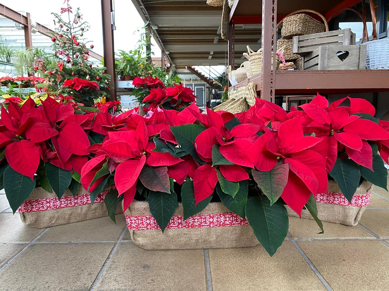 Viveros Rabad&aacute;n y Calleja 21