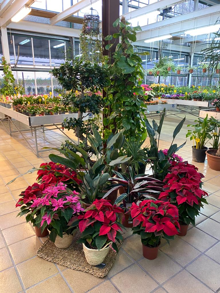 Viveros Rabad&aacute;n y Calleja 15