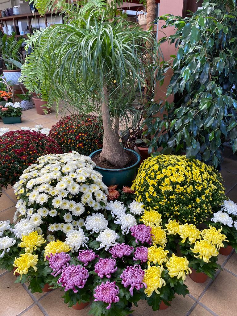 Viveros Rabad&aacute;n y Calleja 7