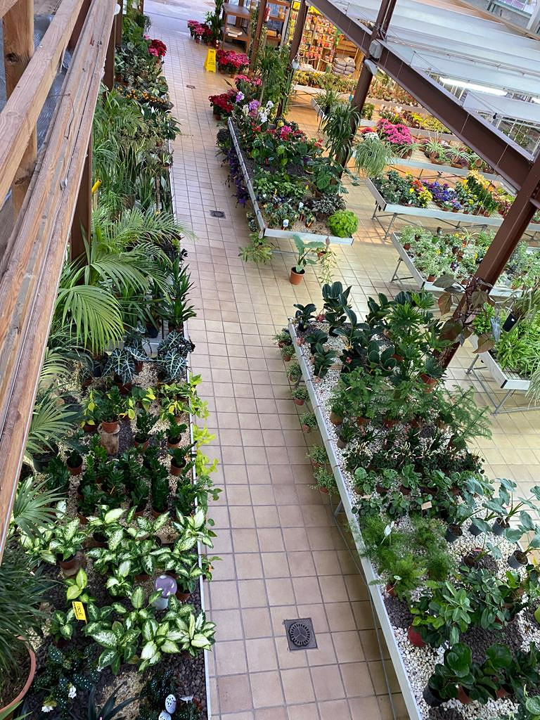 Viveros Rabad&aacute;n y Calleja 12