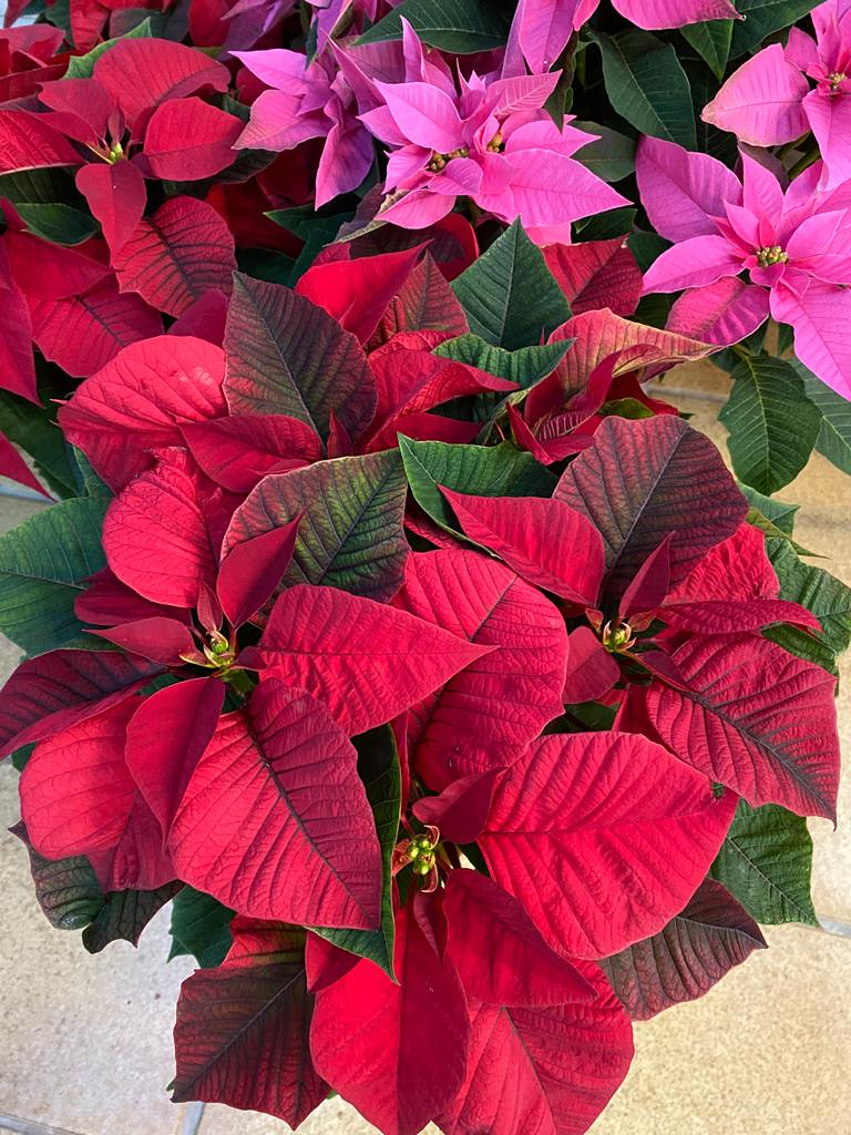 Viveros Rabad&aacute;n y Calleja 18