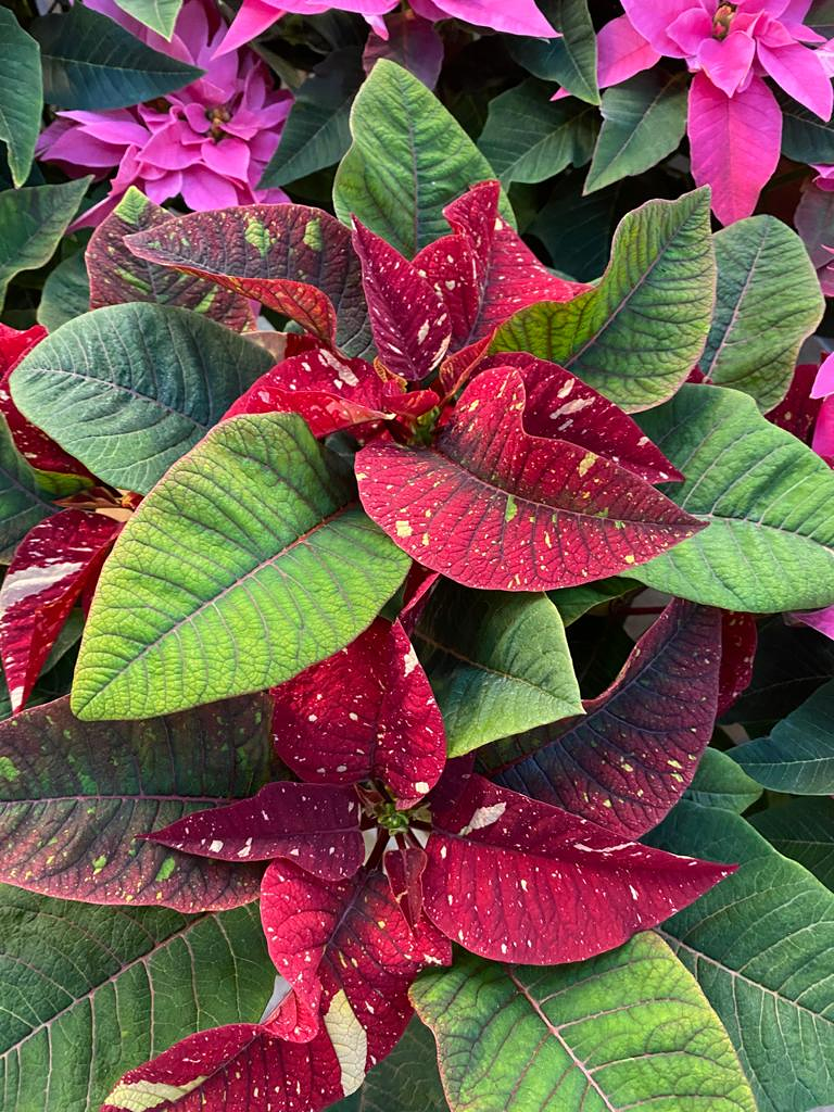 Viveros Rabad&aacute;n y Calleja 17