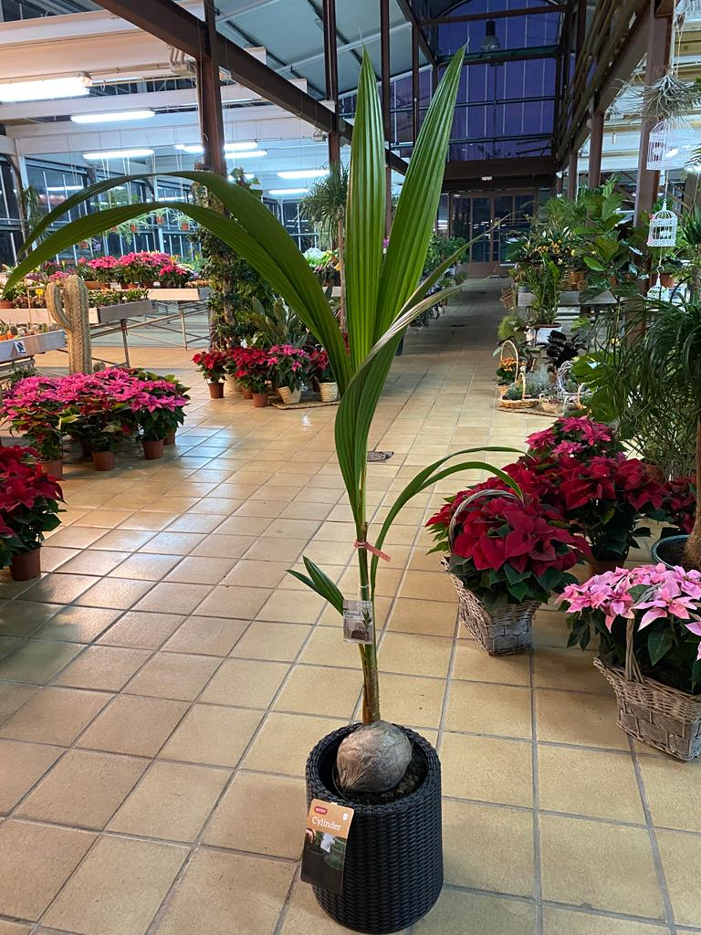 Viveros Rabad&aacute;n y Calleja 10