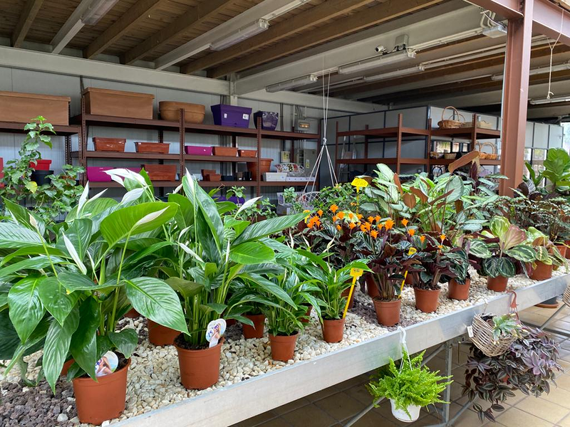 Viveros Rabad&aacute;n y Calleja Valladolid