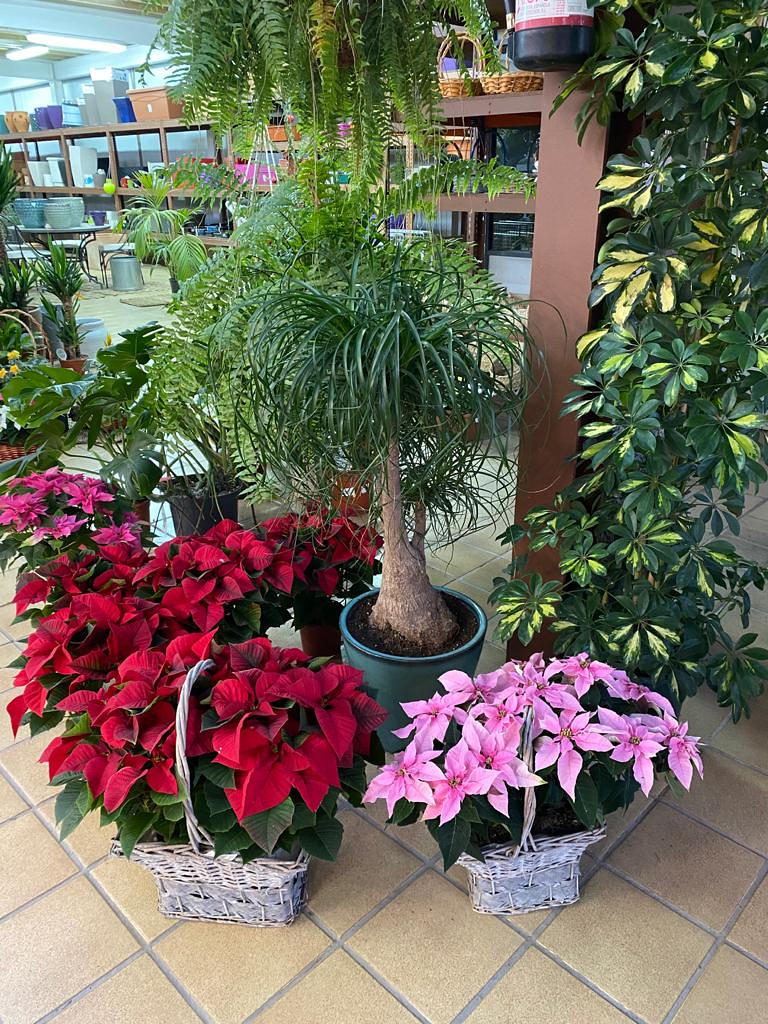 Viveros Rabad&aacute;n y Calleja 19