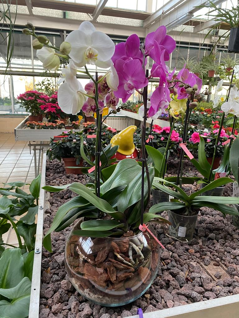 Viveros Rabad&aacute;n y Calleja 8