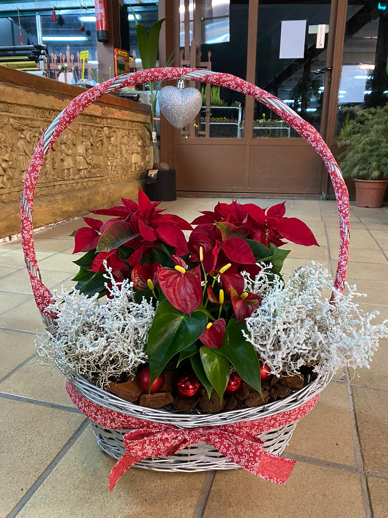 Viveros Rabad&aacute;n y Calleja 22