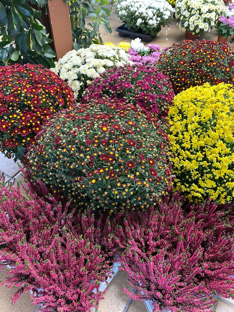 Viveros Rabad&aacute;n y Calleja 6