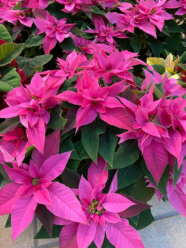 Viveros Rabad&aacute;n y Calleja 14