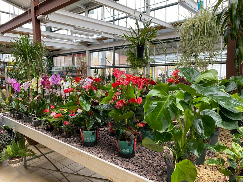 Viveros Rabad&aacute;n y Calleja VIVEROS PARA JARDINERIA