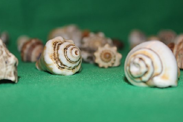 Vidente & Medium Maestro Keita 2