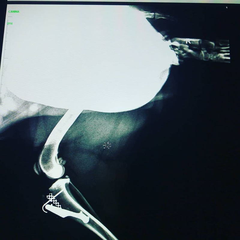 Huellas Veterinaria Salamanca 4