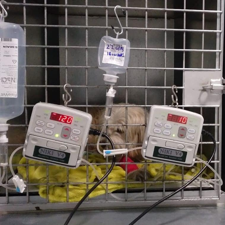 Huellas Veterinaria Salamanca CLINICAS VETERINARIAS