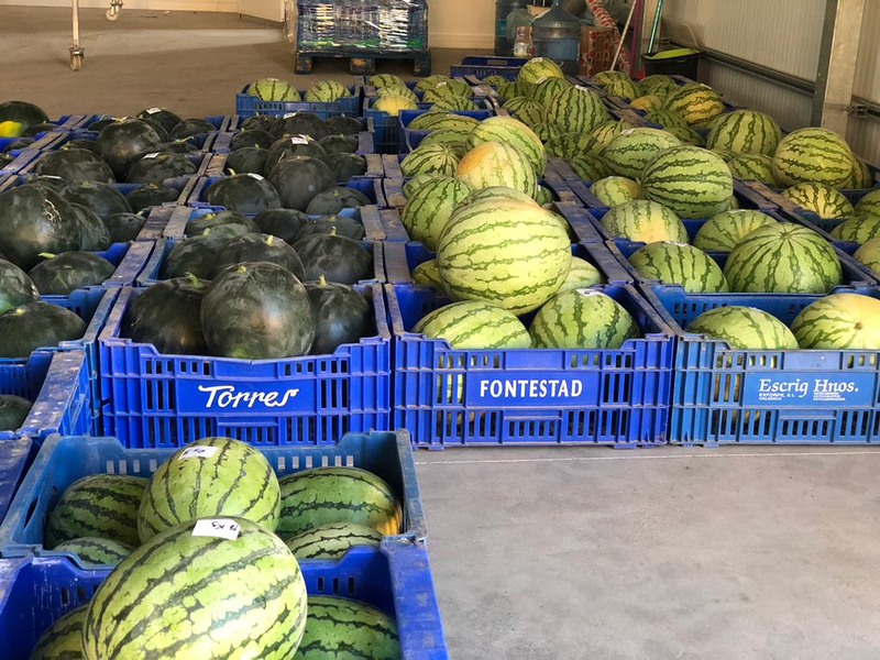 Semilleros Mor&aacute;n 4