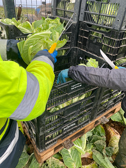 Galería de imágenes