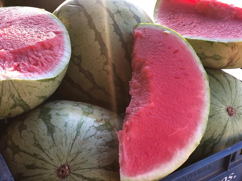 Semilleros Mor&aacute;n 3