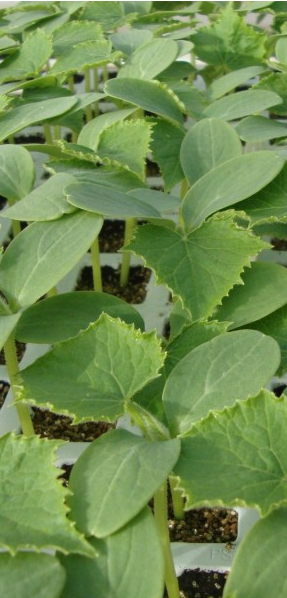 Semilleros Mor&aacute;n 8