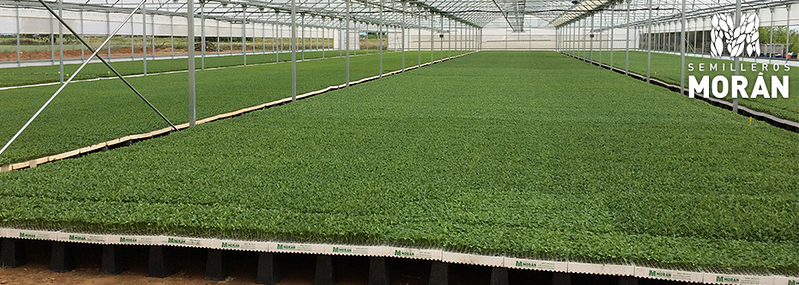 Semilleros Mor&aacute;n VIVEROS AGRICOLAS Y FORESTALES
