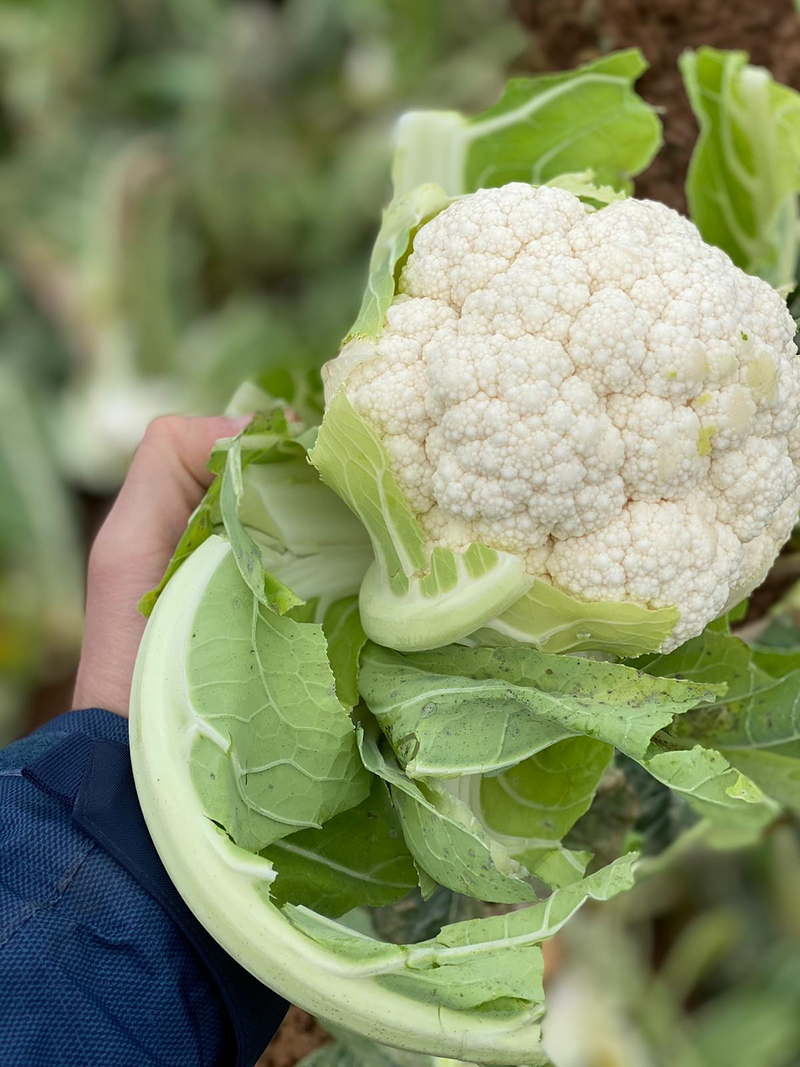 Semilleros Mor&aacute;n 5