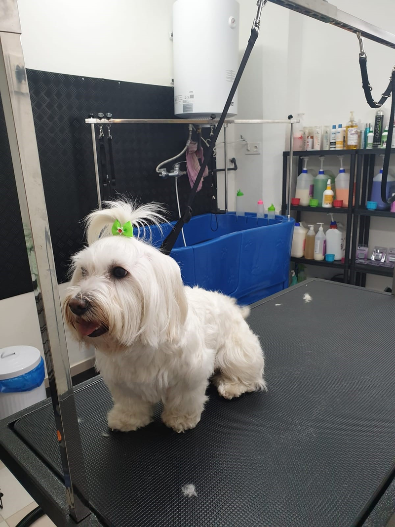 Peluquer&iacute;a y Est&eacute;tica Canina COQUETOS 3