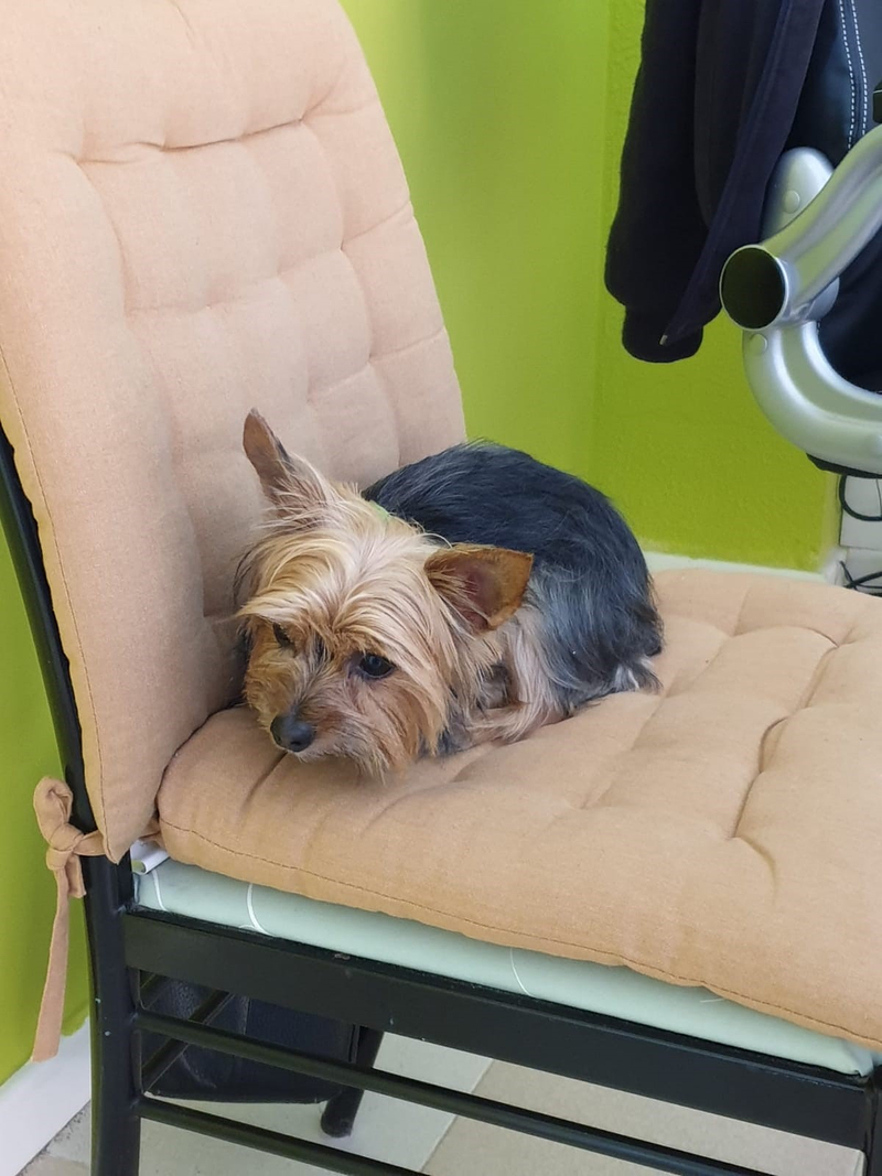 Peluquer&iacute;a y Est&eacute;tica Canina COQUETOS 2