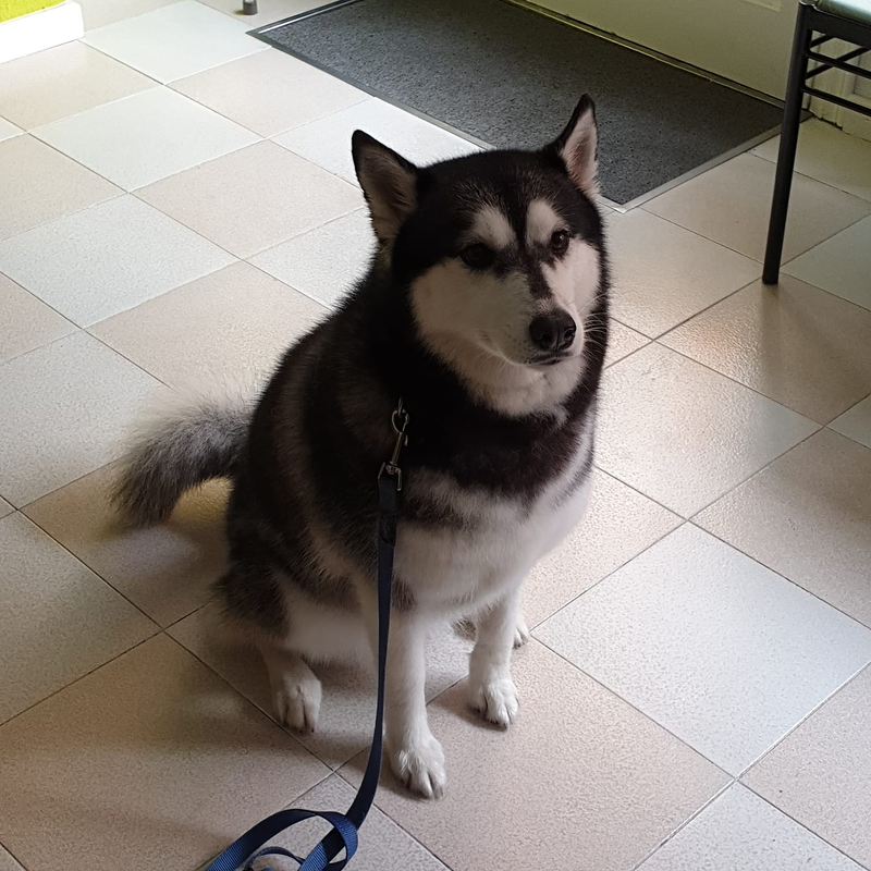 Peluquer&iacute;a y Est&eacute;tica Canina COQUETOS PELUQUERIAS CANINAS