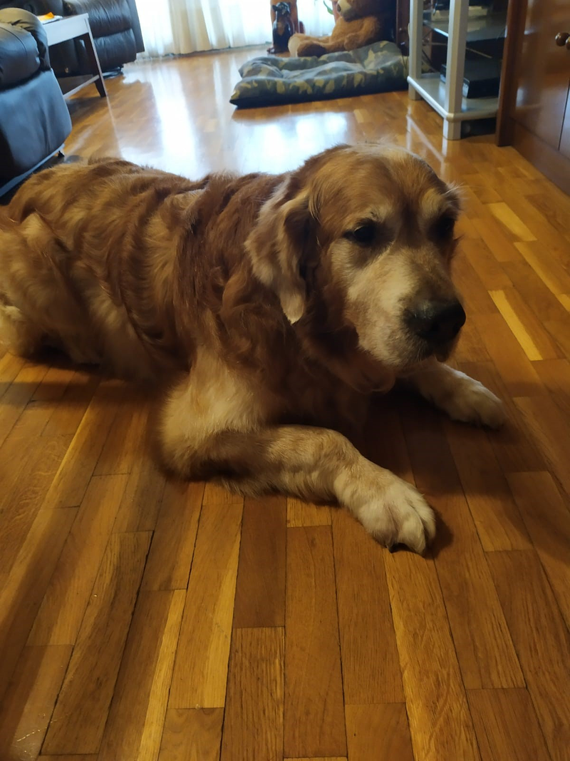 Peluquer&iacute;a y Est&eacute;tica Canina COQUETOS Castelló de la Plana