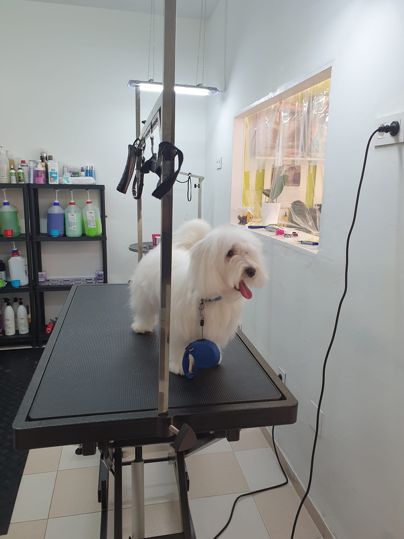 Peluquer&iacute;a y Est&eacute;tica Canina COQUETOS 16