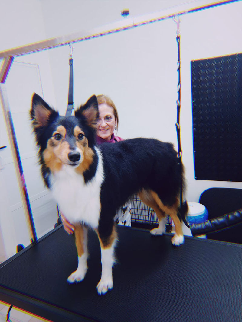 Peluquer&iacute;a y Est&eacute;tica Canina COQUETOS 5