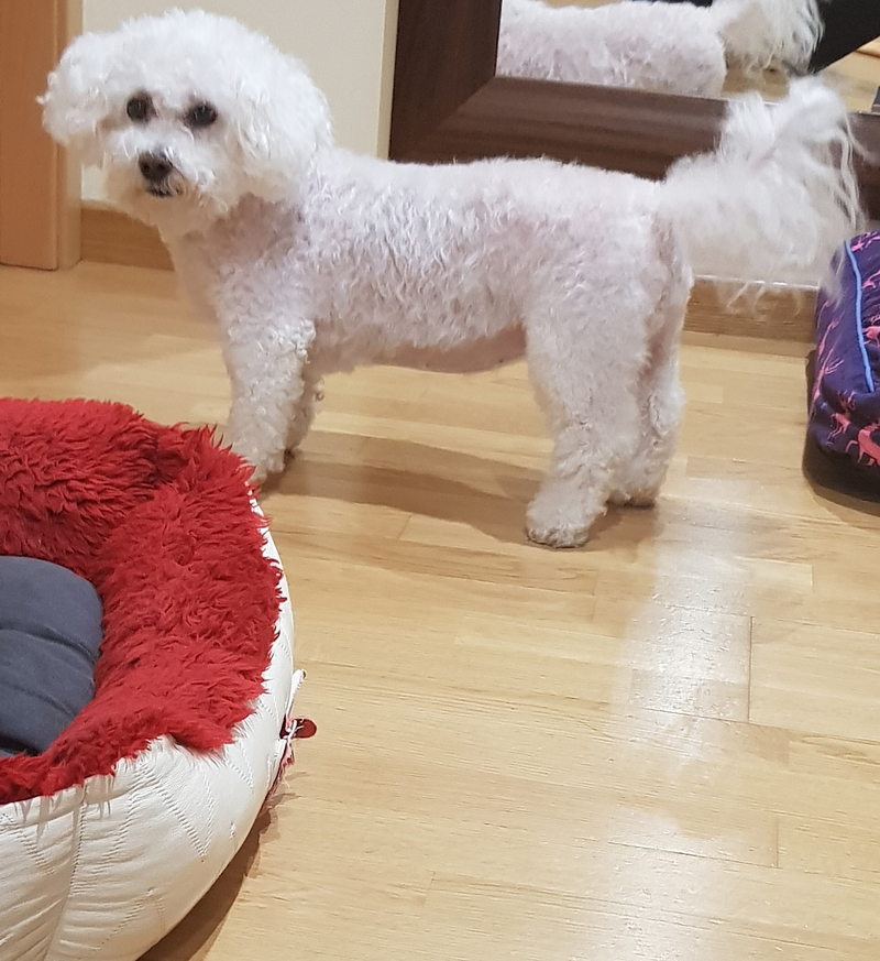 Peluquer&iacute;a y Est&eacute;tica Canina COQUETOS 12