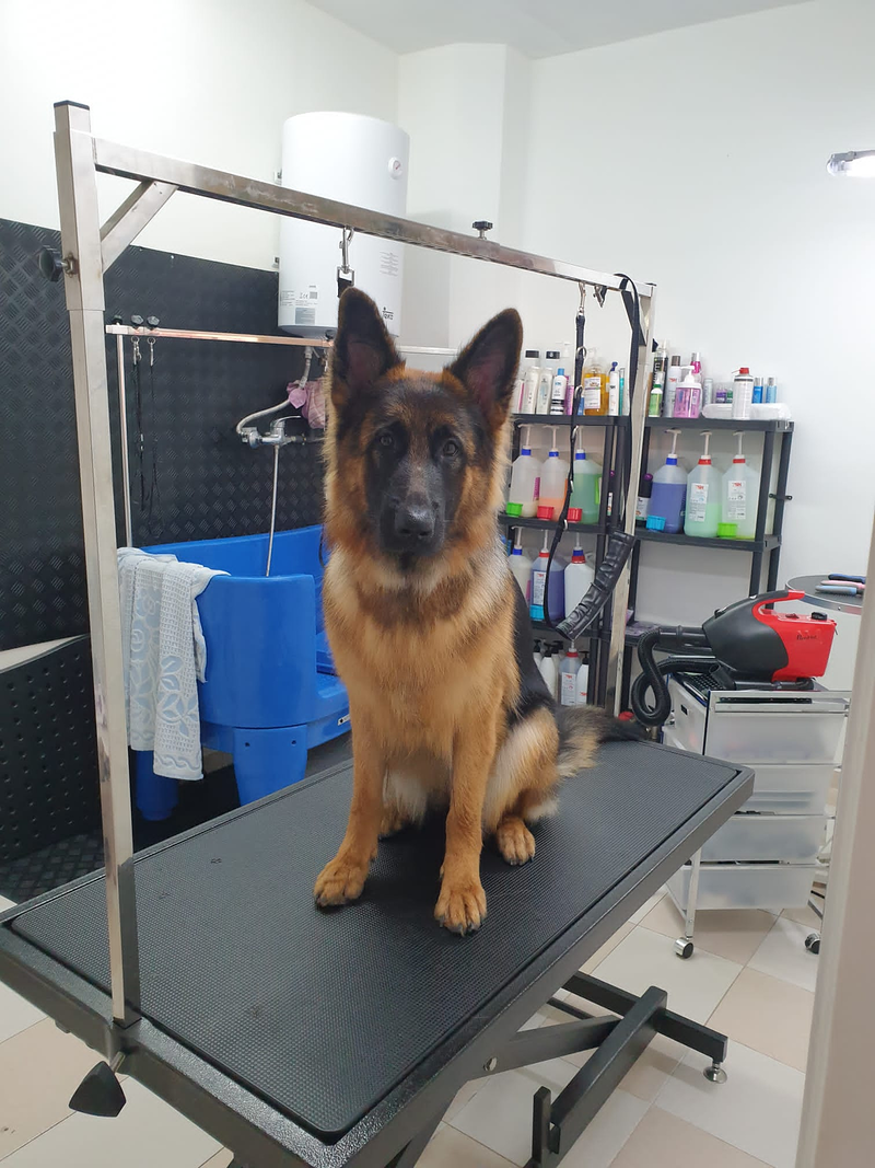 Peluquer&iacute;a y Est&eacute;tica Canina COQUETOS 27