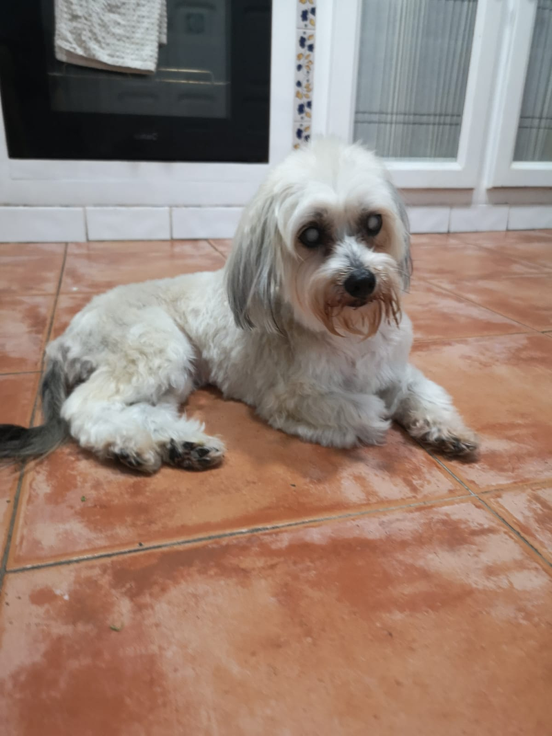 Peluquer&iacute;a y Est&eacute;tica Canina COQUETOS 18