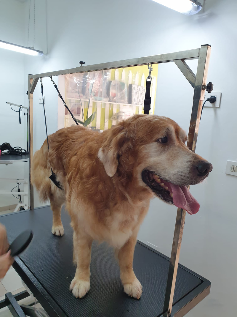 Peluquer&iacute;a y Est&eacute;tica Canina COQUETOS 21