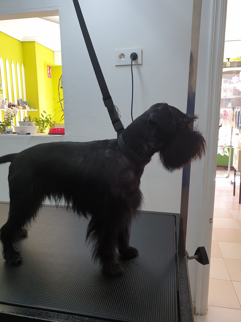 Peluquer&iacute;a y Est&eacute;tica Canina COQUETOS 26