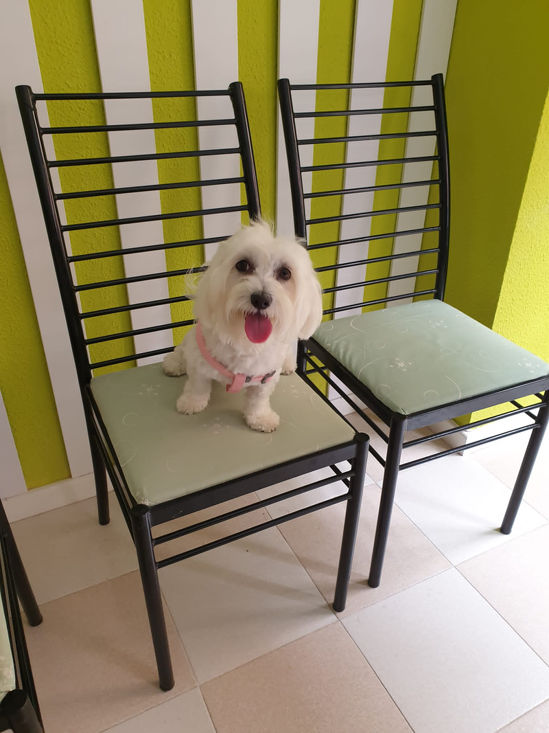 Peluquer&iacute;a y Est&eacute;tica Canina COQUETOS 13