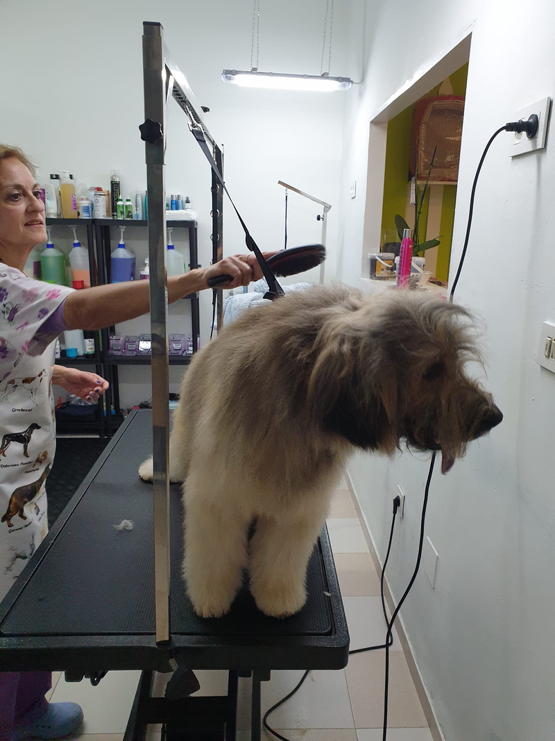 Peluquer&iacute;a y Est&eacute;tica Canina COQUETOS 4