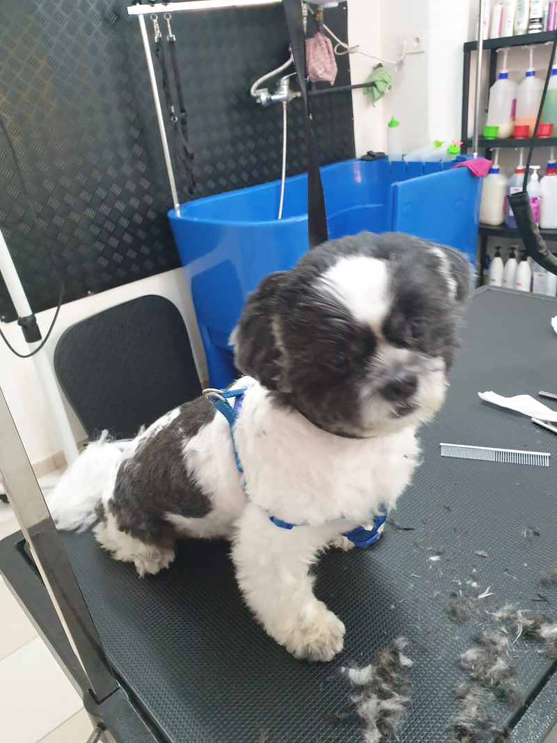 Peluquer&iacute;a y Est&eacute;tica Canina COQUETOS 33