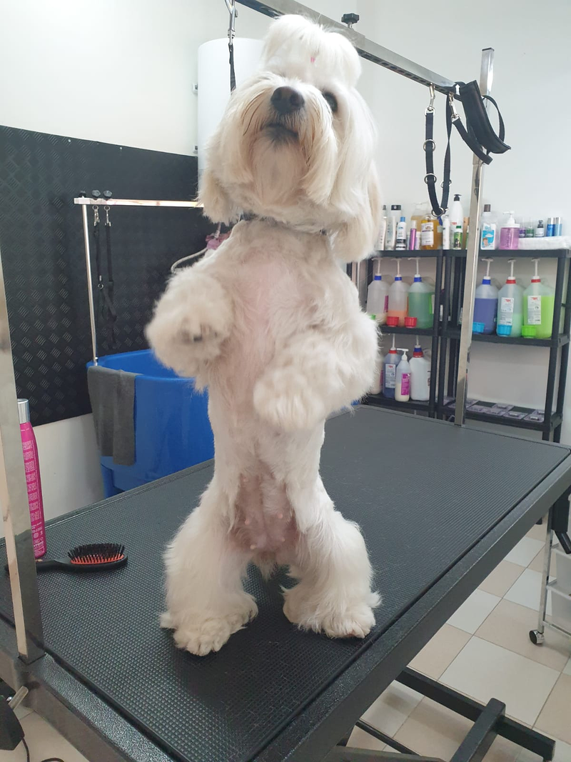 Peluquer&iacute;a y Est&eacute;tica Canina COQUETOS 31