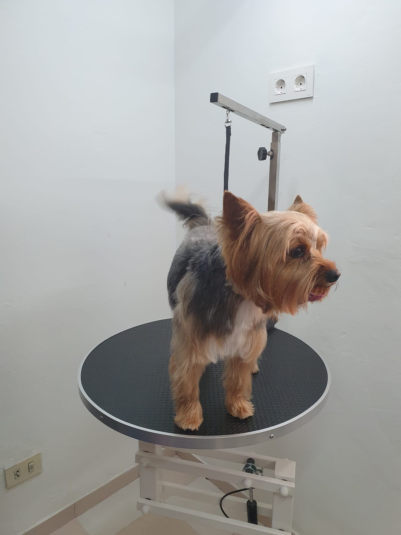 Peluquer&iacute;a y Est&eacute;tica Canina COQUETOS 24