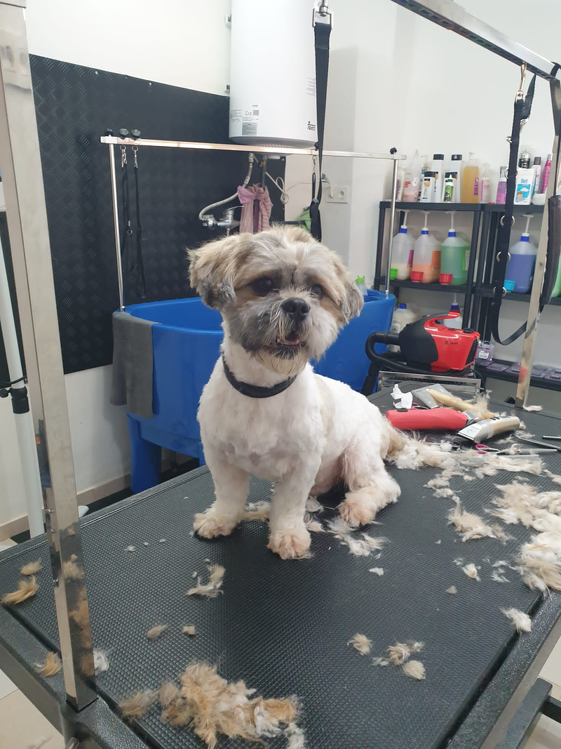 Peluquer&iacute;a y Est&eacute;tica Canina COQUETOS 17
