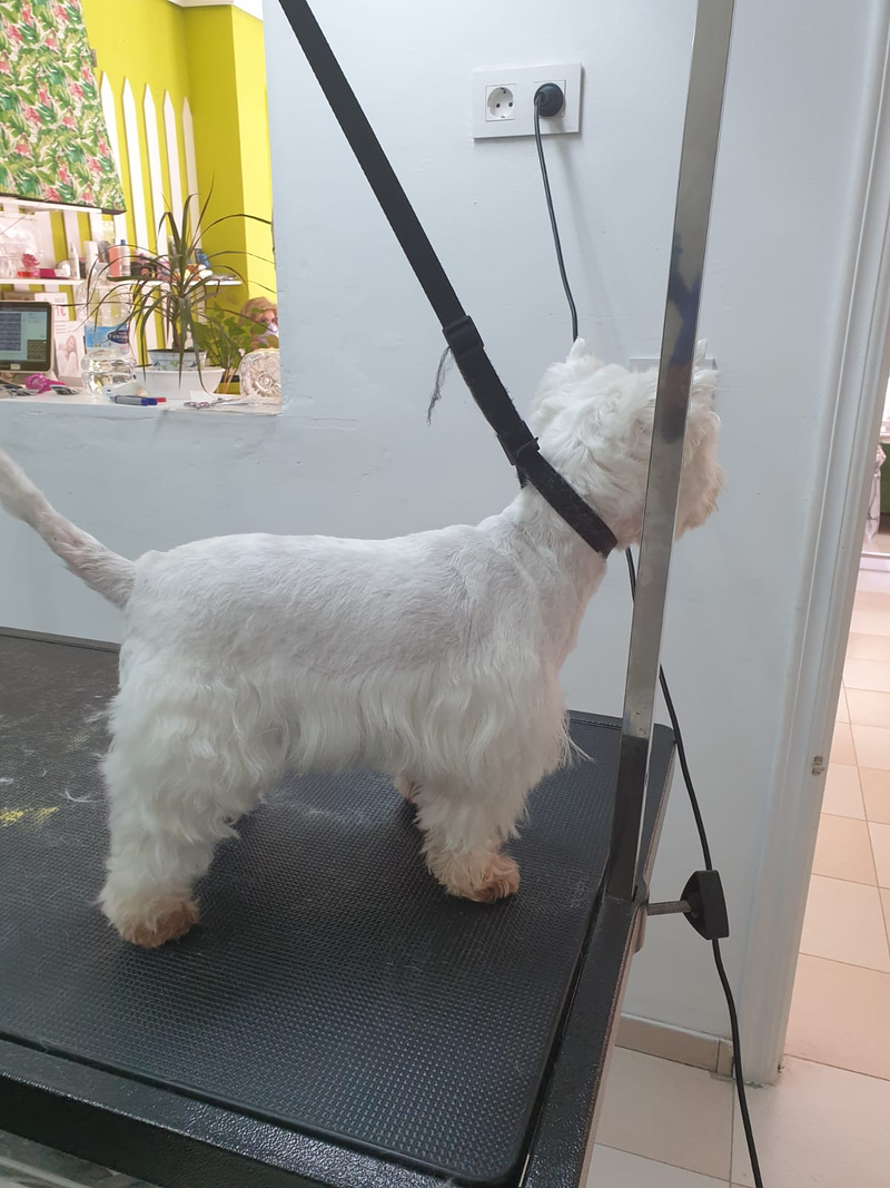 Peluquer&iacute;a y Est&eacute;tica Canina COQUETOS 32