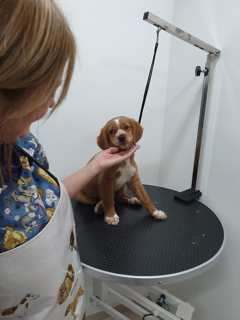 Peluquer&iacute;a y Est&eacute;tica Canina COQUETOS 10