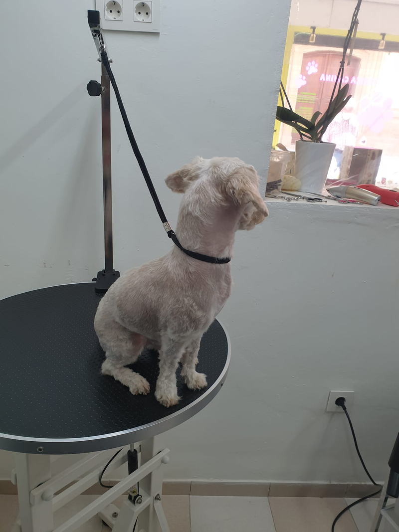 Peluquer&iacute;a y Est&eacute;tica Canina COQUETOS 19