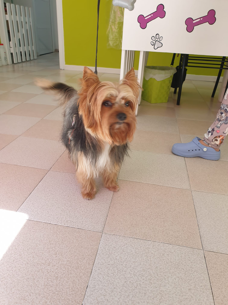 Peluquer&iacute;a y Est&eacute;tica Canina COQUETOS 15