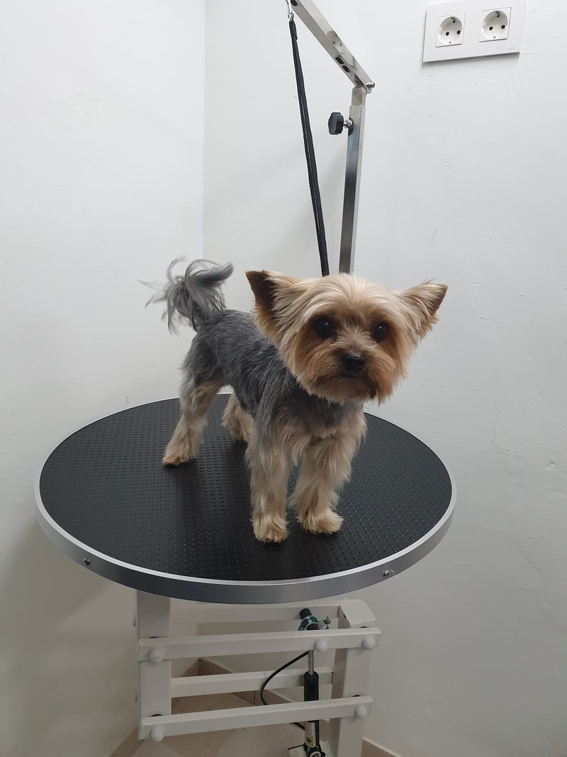 Peluquer&iacute;a y Est&eacute;tica Canina COQUETOS 9