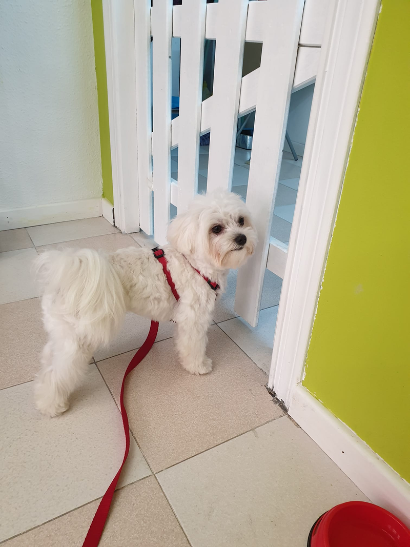 Peluquer&iacute;a y Est&eacute;tica Canina COQUETOS 11