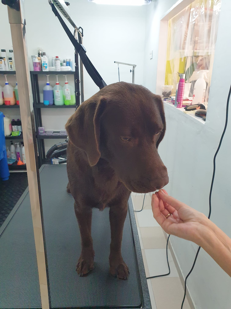 Peluquer&iacute;a y Est&eacute;tica Canina COQUETOS 20