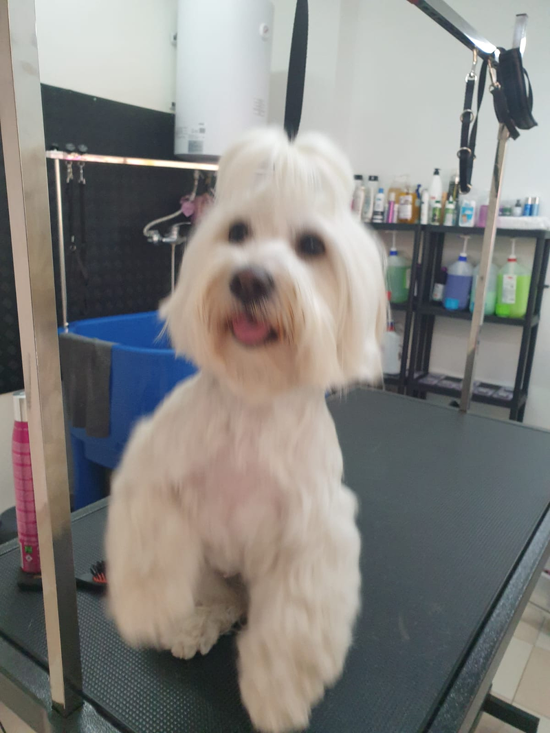 Peluquer&iacute;a y Est&eacute;tica Canina COQUETOS 30